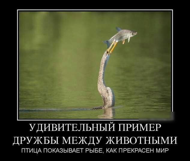 24 удивитвльный ПРИМЕР ДРУЖБЫ МЕЖДУ ЖИВОТНЫМИ ПТИЦА ПОКАЗЫВАЕТ РЫБЕ КАК ПРЕКРАСЕН МИР