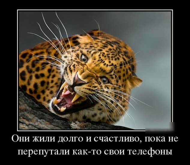 Они жили долго и счастливо пока не перепуташа как то свои телефоны