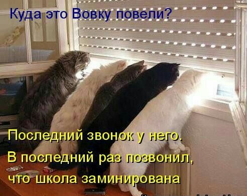 Куда эТо Вовку поВепи