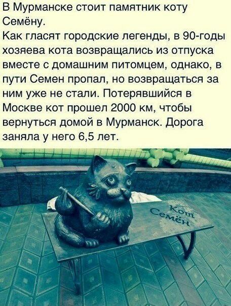 В Мурманске стоит памятник коту Семёну Как гласят городские легенды в 90 годы хозяева кота возвращались из отпуска вместе с домашним питомцем однако в пути Семен пропал но возвращаться за ним уже не стали Потерявшийся в Москве кот прошел 2000 км чтобы вернуться домой в Мурманск дорога заняла у него 65 лет