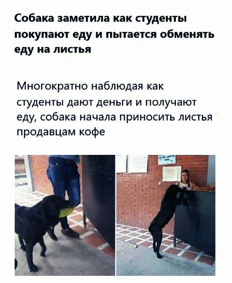 Собака заметила как студенты покупают еду И пытается обменять еду на ЛИСТЬЯ МНОГОКРЭТНО наблюдая как студенты дают деньги и получают еду собака начала приносить листья продавцам кофе