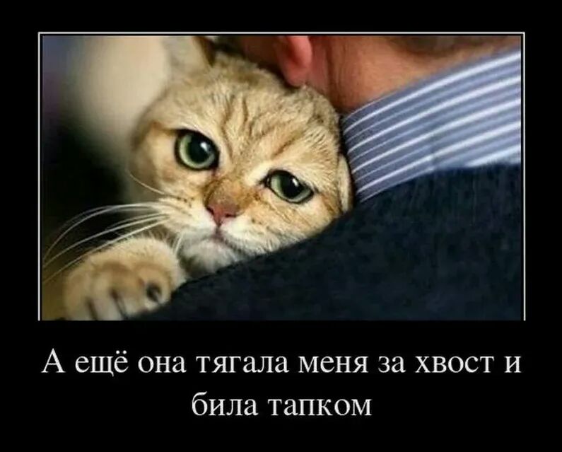 А ещё она тягала меня за хвост и била тапком