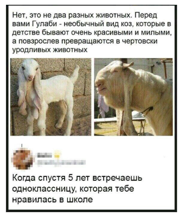 Нет это не два разных животных Перед вами Гулаби необычный вид коз которые в детстве бывают очень красивыми и милыми а повзроспев превращаются в чертовски уродливых животных Когда спустя 5 лет встречаешь одноклассницу которая тебе нравилась в школе