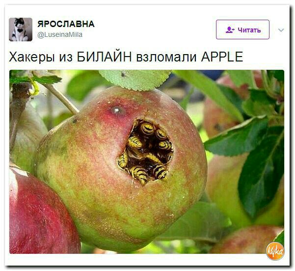 ЯРОСЛАВНА