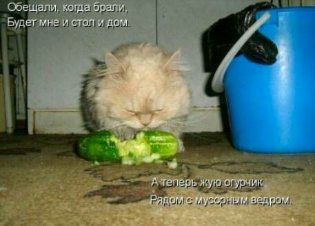 брат и уши в дым