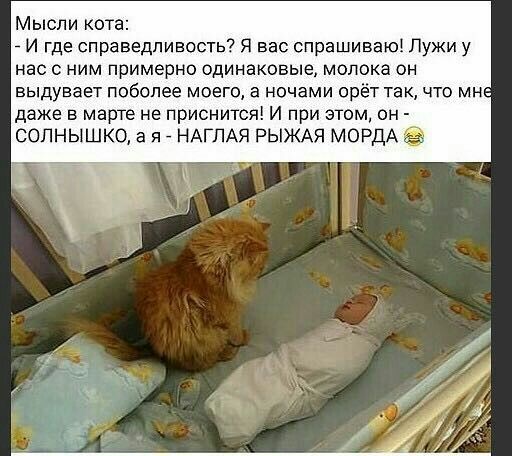 Мысли кота И где справедливость Я вас спрашиваюі Лужи у нас с ним примерно одинаковые молока он ВЫДУВЗЕТ поболее МОЕГО а НОЧЗМИ орёт ТЭК ЧТО МН даже в марте не приснится И при этом он СОЛНЫШКО а я НАГЛАЯ РЫЖАЯ МОРДА