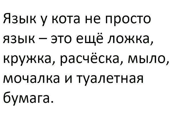Язык у кота не просто язык это ещё ложка кружка расчёска мыло мочалка и туалетная бумага