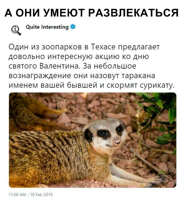 А ОНИ УМЕЮТ РАЗВЛЕКАТЬСЯ Оцісе пьегеміп9 Один из зоопарков в Техасе предлагает довольно интересную акцию ко дню святого Валентина За небольшое вознаграждение они назовут таракана именем вашей бывшей и скормят сурикату 1100 АМ 21119