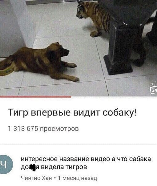 Тигр впервые видит собаку 313 675 просмотров интересное название видео а что сабака д0Я видела тигров Чин ющ