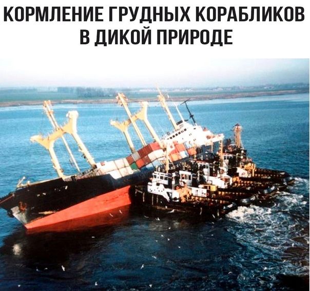 КОРМЛЕНИЕ ГРУдНЫХ КПРАБЛИКОВ В дИКПИ ПРИРПДЕ