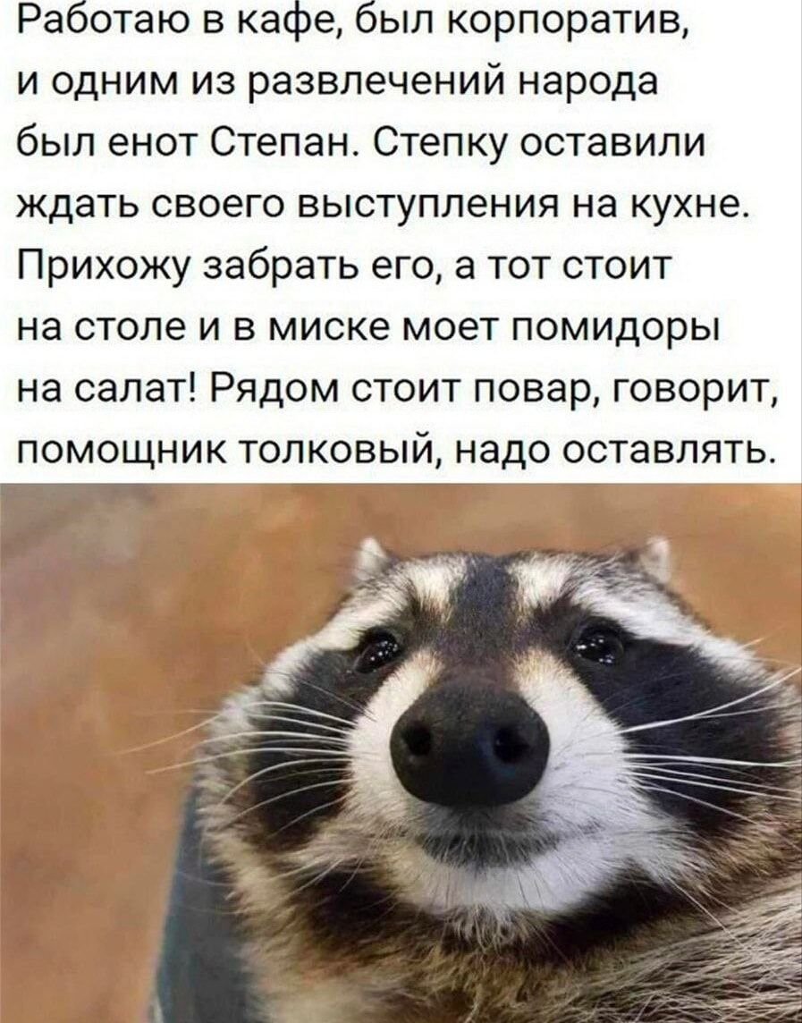 Работаю в кафе был корпоратив и одним из развлечений народа был енот Степан Степку оставили ждать своего выступления на кухне Прихожу забрать его а тот стоит на столе и в миске моет помидоры на салат Рядом стоит повар говорит помощник толковый надо оставлять тг