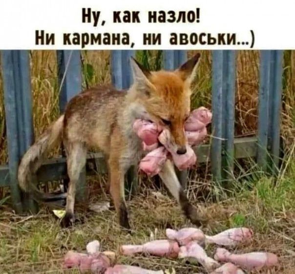 Ну как назло Ни кармана ии авоськи _ д 9 3 и 0