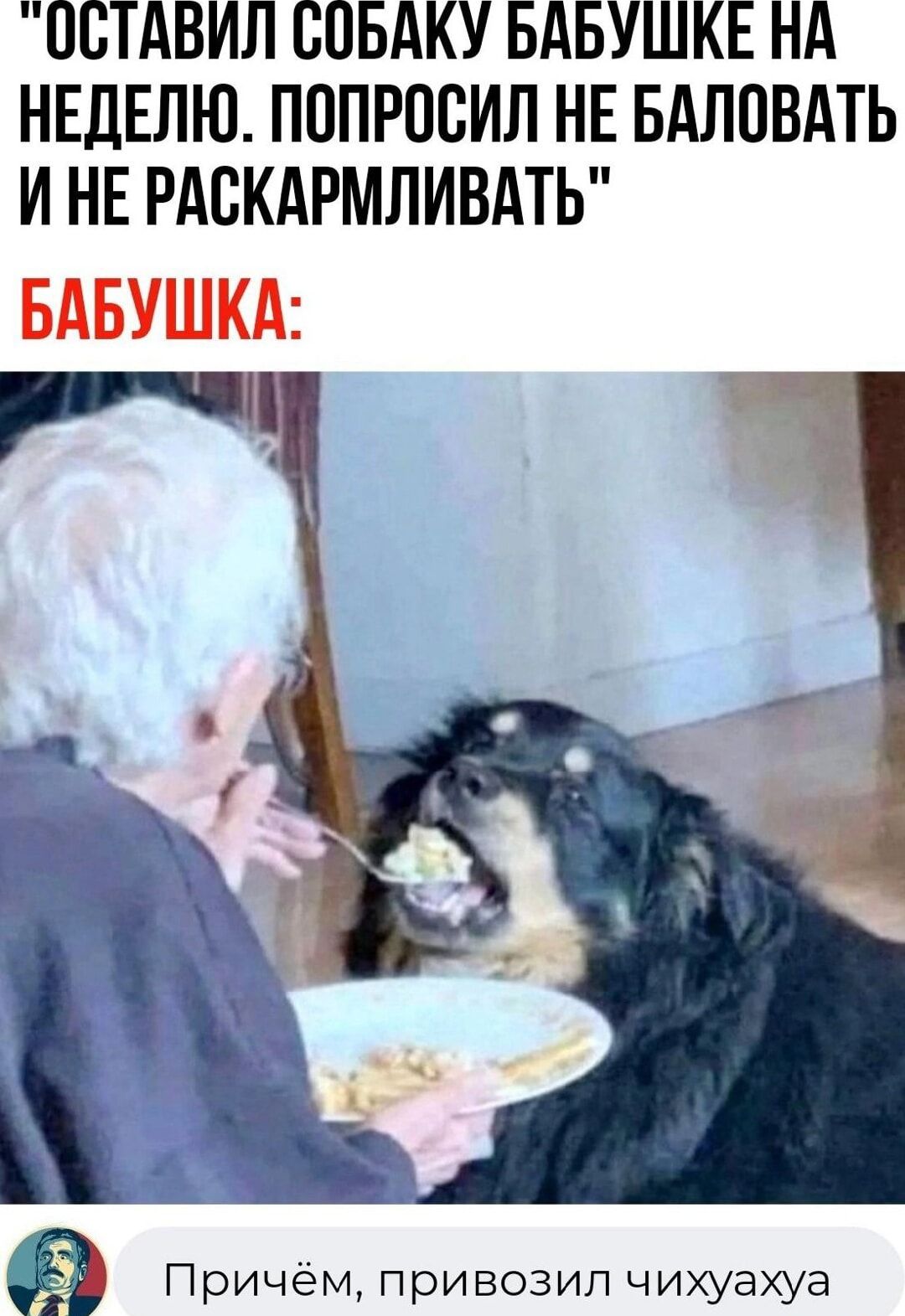ОСТАВИЛ СОБАКУ БАБУШКЕ НА НЕДЕЛЮ ПППРПБИЛ НЕ БАЛПВАТЬ И НЕ РАБКАРМЛИВАТЬ Причём привозил чихуахуа