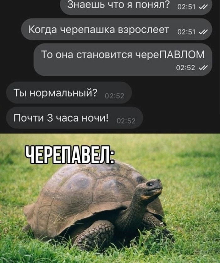 Знаешь что я понял Когда черепашка взрослеет 2151 То она становится череПАВПОМ 0252 Ты нормальный 03 52 Почти 3 часа ночи 0