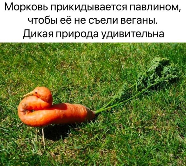 МОРКОВЬ прикидывается павлином ЧТОбЫ её не съели веганы Дикая природа удивительна