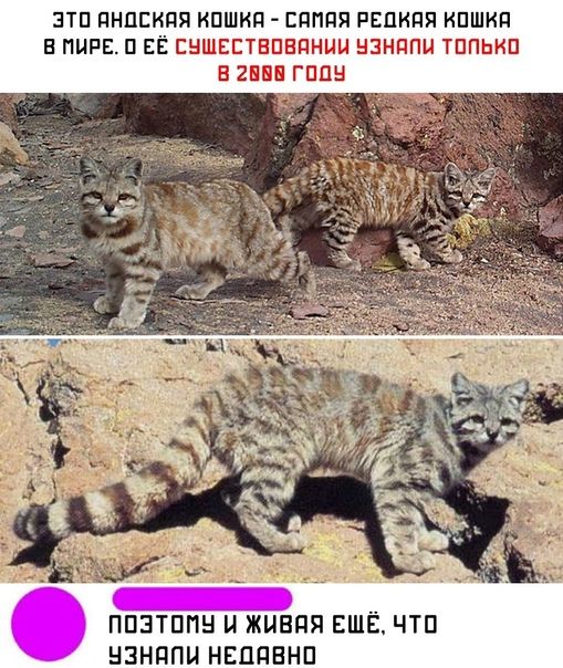 ЗТП ПНПЕКПЯ ИПШИЙ ЕПППЯ РЕДКИЙ КПШКП В ПЦРЕ П ЕЁ СНШЕЕТБПБПННЦ НЗНППН ТППЬНП В 2 ГПП ППЗТППН Н ЖНЕПЯ ЕШЁ ЧТП НЗННПН НЕППВНП