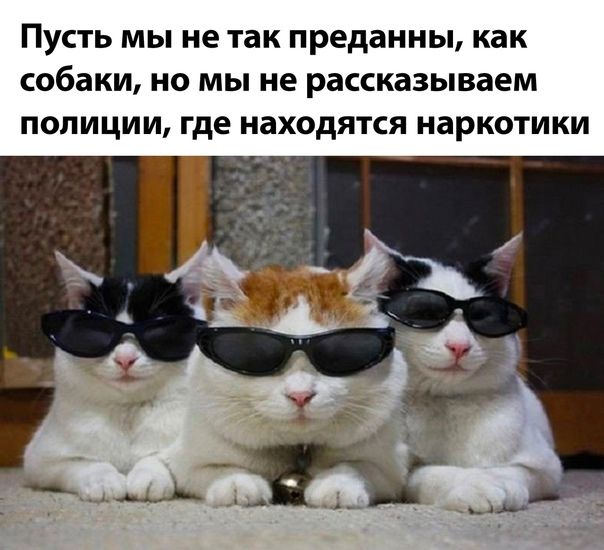 Пусть мы не так преданны как собаки но мы не раскказываем полиции где находятся наркотики