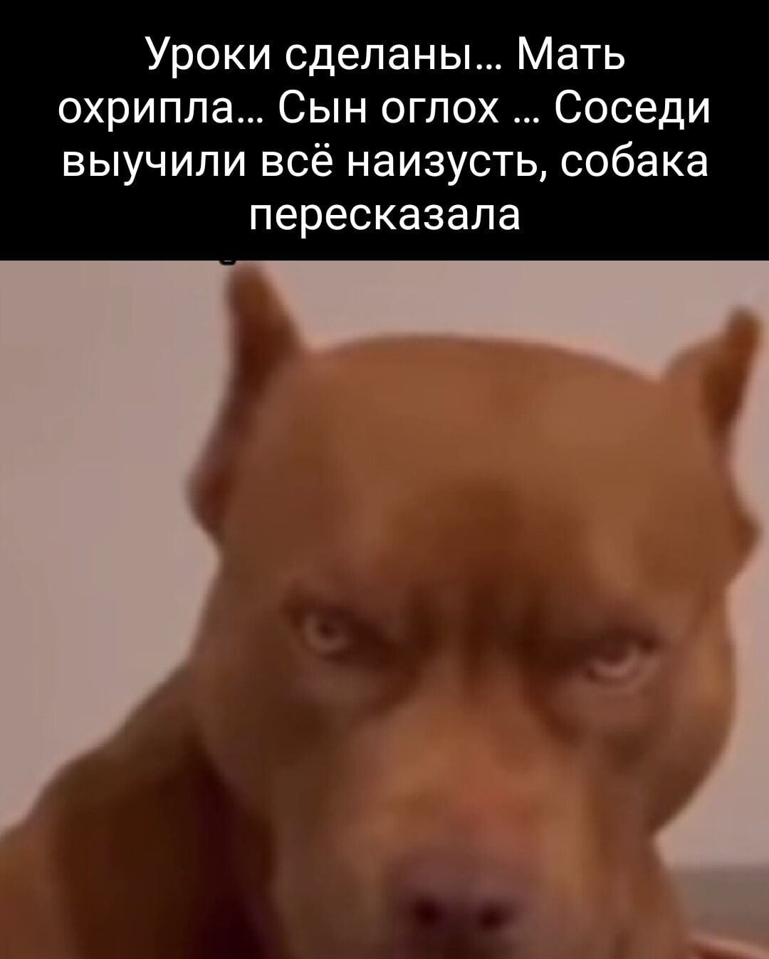 Уроки сделаны Мать охрипла Сын оглох Соседи выучили всё наизусть собака пересказапа