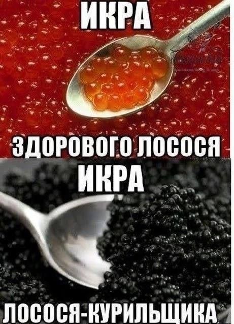 п _ 3 злорадстваася инвд лосося шгипьшщг