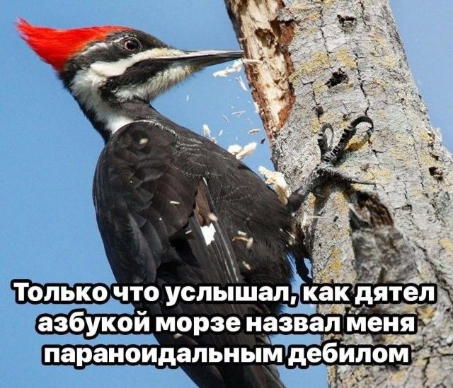 параиоидапьиым дебилом