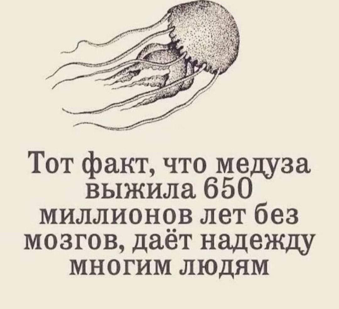Тот факт что медуза выжила 650. Цитаты про мозг. Тот факт что медуза выжила 650 миллионов лет без мозгов. Медуза живет без мозга. 650 миллионов