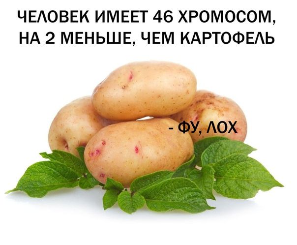 ЧЕАОВЕК ИМЕЕТ 46 ХРОМОСОМ НА 2 МЕНЬШЕ ЧЕМ КАРТОФЕАЬ