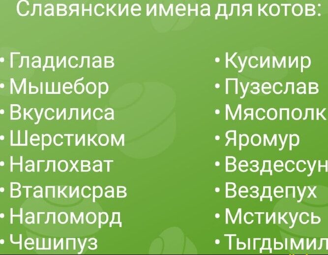 Славянские имена для котов Гладислав Мышебор Вкусилиса Шерстиком Наглохват Втапкисрав Нагломорд Чешипуз Кусимир Пузеслав Мясопопк ЯРОМУР Вездессун Вездепух Мстикусь Ты гды мил