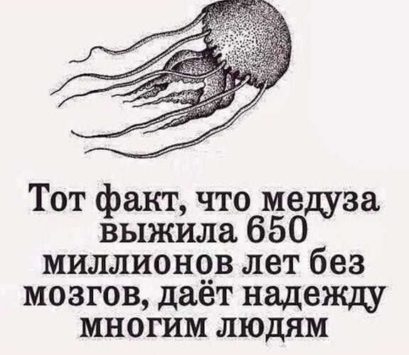 Тот факт что медуза выжила 650 миллионов лет без мозгов дает надежду многим людям