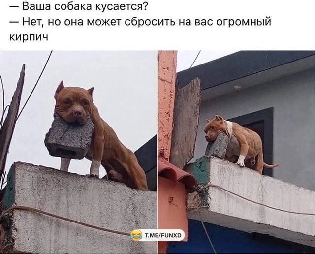 _ Ваша сабака кусается _ Нет но она может сбросить из вас огромный кирпич