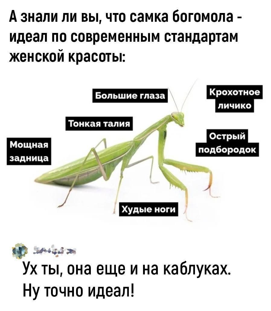 А ЗНЭЛИ ЛИ вы ЧТО самка богомопа идеал по современным стандартам женской красоты Большие глаза личико Острый подборидок Мощиаи задница ____ Ух ты она еще и на каблуках Ну точно идеал