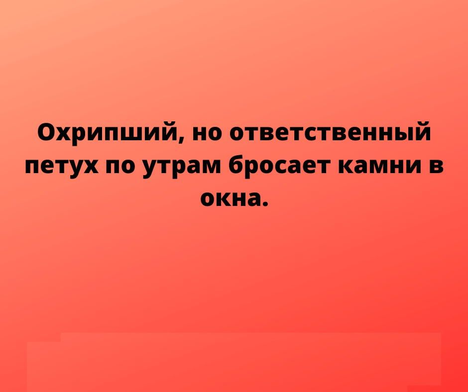 Охрипший но ответственный петух по утрам бросает камни в окна