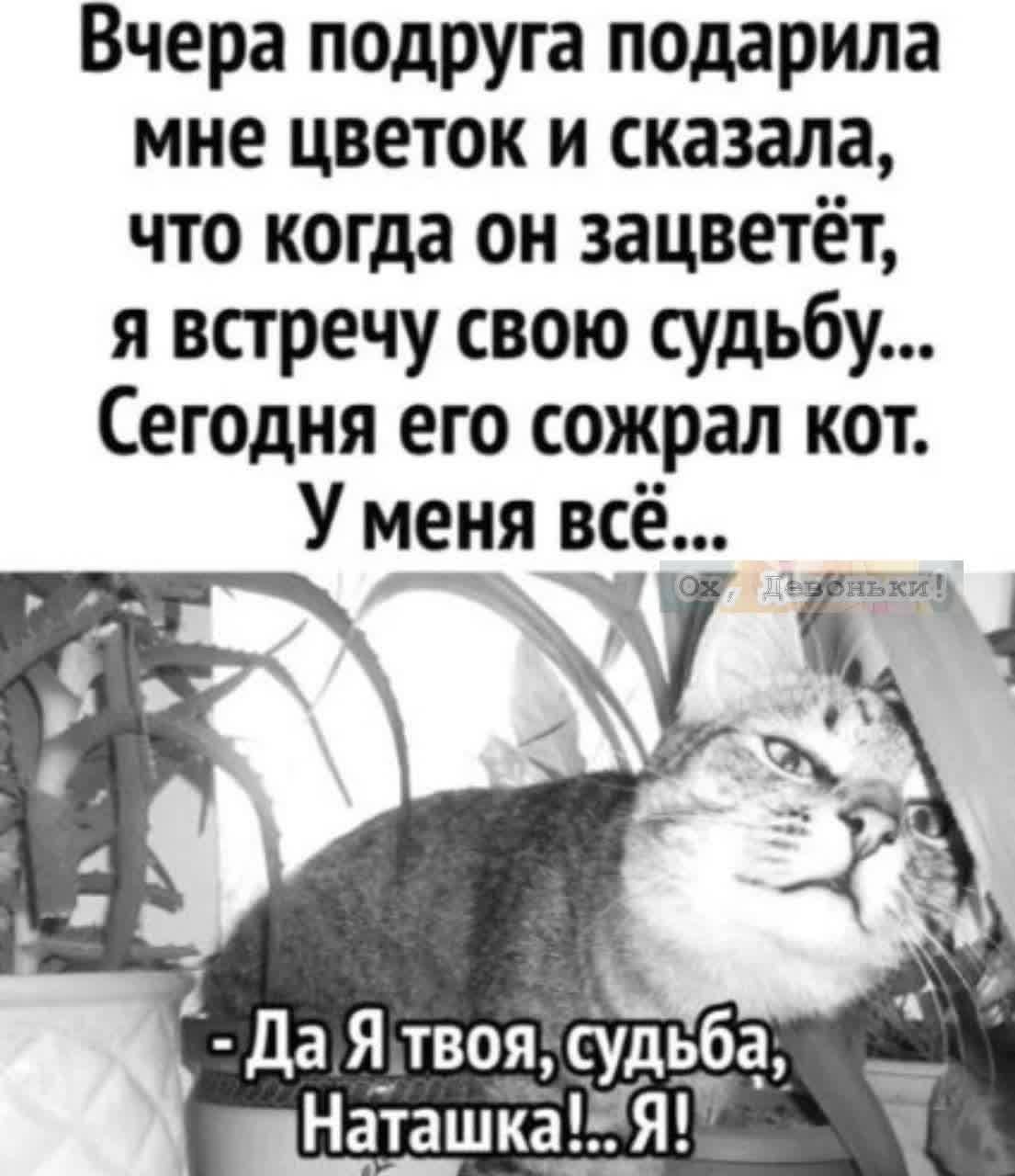 Вчера подруга подарила мне цветок и сказала что когда он зацветёт я встречу свою судьбу Сегодня его сожрал кот У меня всё да Я твоя судьбе НаташкаЁЯ