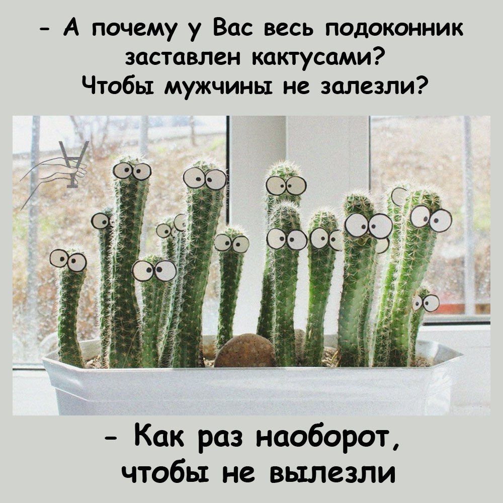 А почему у Вас весь подоконник аставлен кдктусами Чтобы мужчины не залезли Как раз наоборот чтобы не вылезли