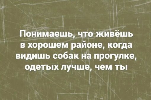 Понимаешь что живёшь в хорошем районе когда видишь собак на прогулке одетых лучше чем ты