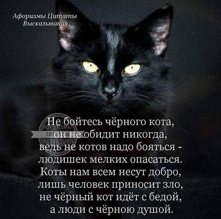 Афорщмькиш пты ВысказыншЬ Ё тесь чёрного кота обидит никогда котов надо бояться ЛЮДИШЕК МЕЛКИХ ОПЕСЗТЬСЖ Коты нам всем несут добро лишь человек приносит зло не чёрный кот идёт с бедой люди с чёрною душой