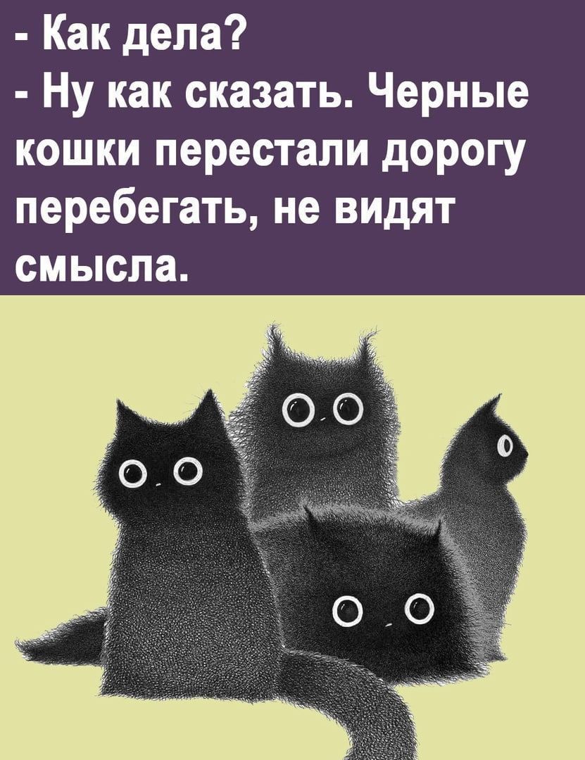 Как дела Ну как сказать Черные кошки перестали дорогу перебегать не видят смысла