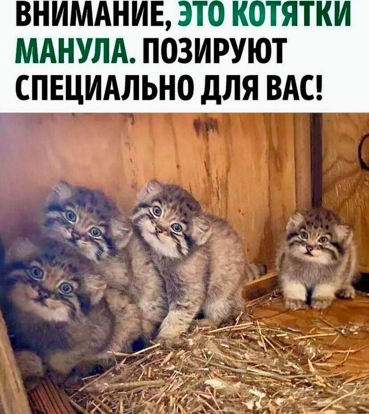 ВНИМАНИЕ ЭТ КОТЯТНИ МАНУЛА ПОЗИРУЮТ СПЕЦИАЛЬНО для ВАС