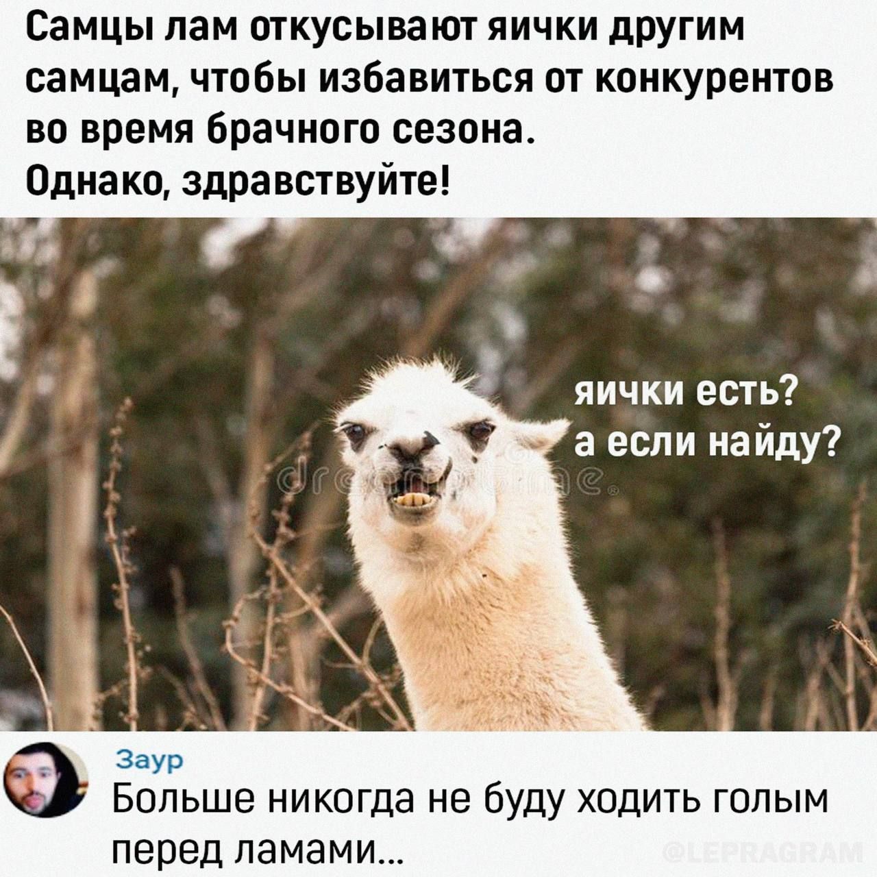 Самцы пам откусывают яички другим самцам чтобы избавиться от конкурентов во время Брачиогп сезона Однако здравствуйте яички есть Боиьше никогда не буду хпдить гппым перед памами