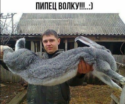 ПИПЕЦ ВОЛКУ