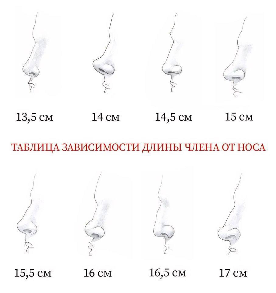 135 см 14 см 145 см 15 см ТАБЛИЦА ЗАВИСИМОСТИ ДЛИНЫ ЧЛЕНА ОТ НОСА КЗ 155 см 16 см