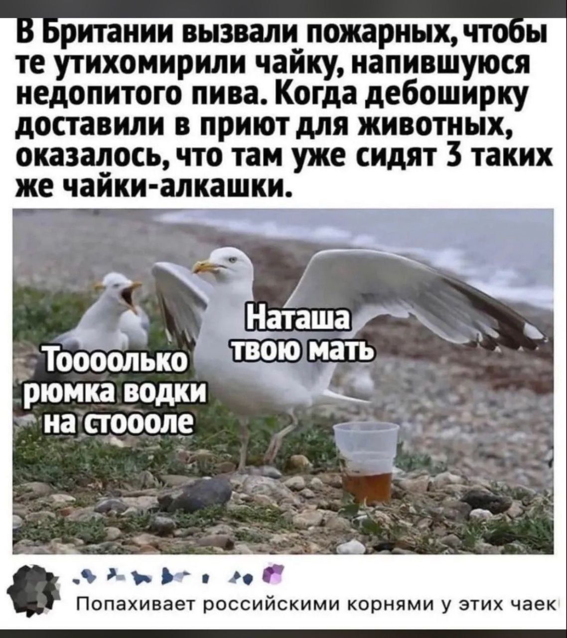 рипиии аызвали пожарных те утихомирили чайку иапившуюся иедопитого пива Когда дебоширку доставили в приют для животных оказалось что там уже сидят таких же чайки алкаши РЮМКВ водки на ПЭВМ попахивает российскими корнями у этих чаек