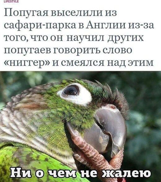 Попугая выселили из сафарипарка в Англии из за того что он научил других попугаев говорить слово ниггер11смеялся НИД ЭТИМ