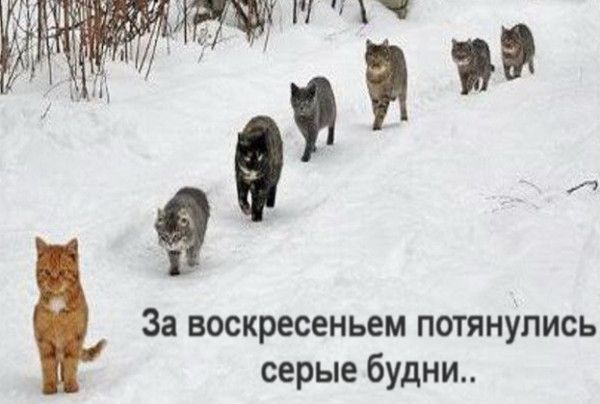 За воскресеньем потянулись серые будни
