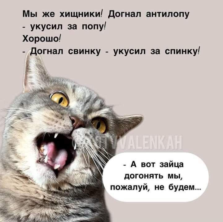 Мы же хищники Догнал антилопу укусил за попу Хорошо Догнал свинку укусил за спинку А вот зайца догонять мы пожалуй не будем