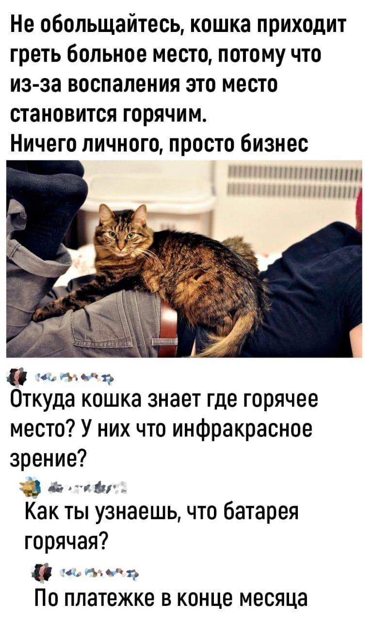 Не обольщайтесь кошка приходит греть больное место потому что из за воспаления это место становится горячим Ничего личного просто бизнес ИЛ 4 ке Откуда кошка знает где горячее место У них что инфракрасное зрение В э теву Как ты узнаешь что батарея горячая оьеть По платежке в конце месяца