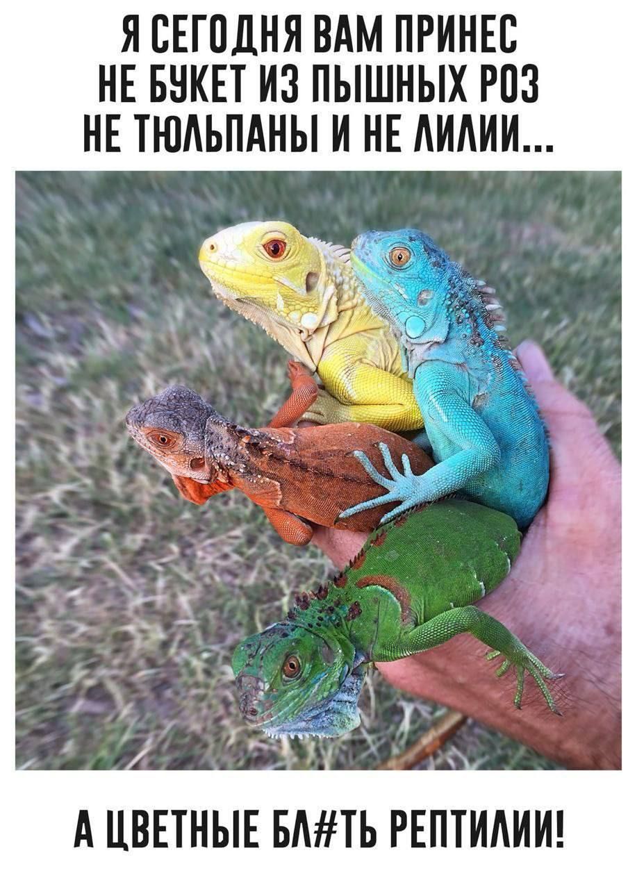 ЯСЕГОДНЯ ВАМ ПРИНЕС НЕ БУКЕТ ИЗ ПЫШНЫХ РОЗ НЕ ТЮЛЬПАНЫ И НЕ ЛИЛИЙ АЦВЕТНЫЕ БЛТЬ РЕПТИЛИИ
