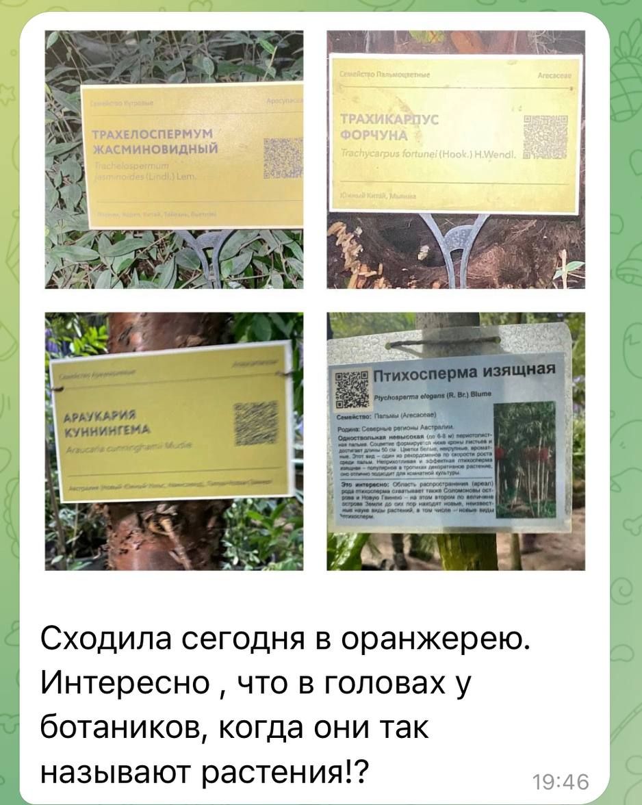 Сходила сегодня в оранжерею Интересно что в головах у ботаников когда они так называют растения 46