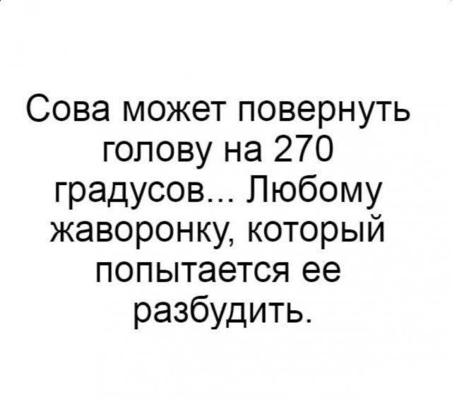 Сова может повернуть голову на 270 градусов Любому жаворонку который попытается ее разбудить