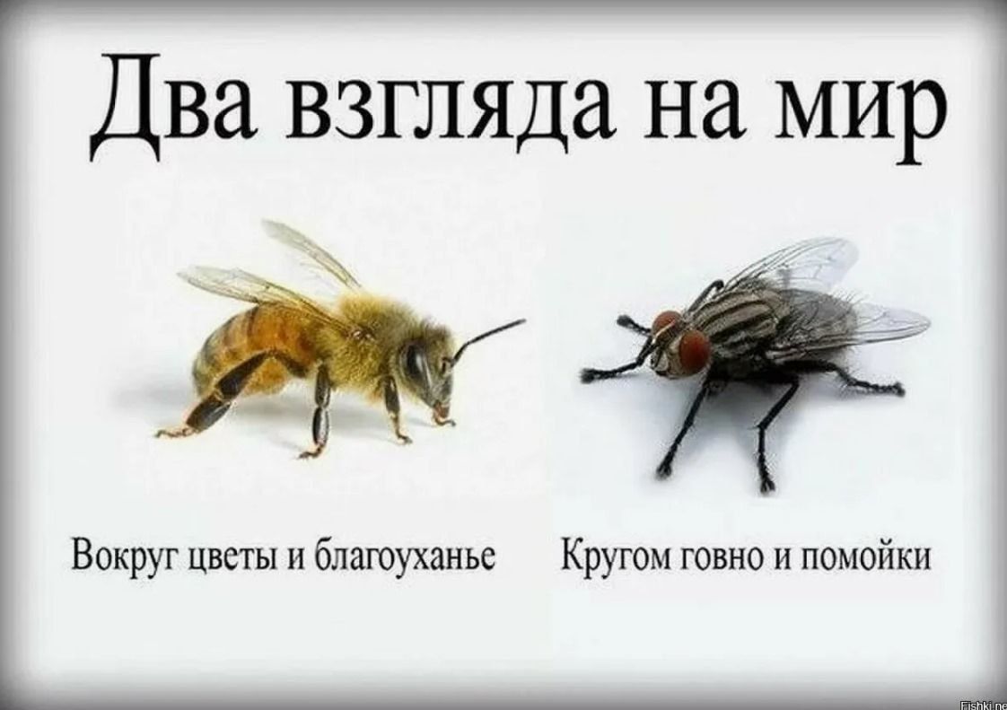 Два взгляда на мир
Вокруг цветы и благоуханье
Кругом говно и помойки