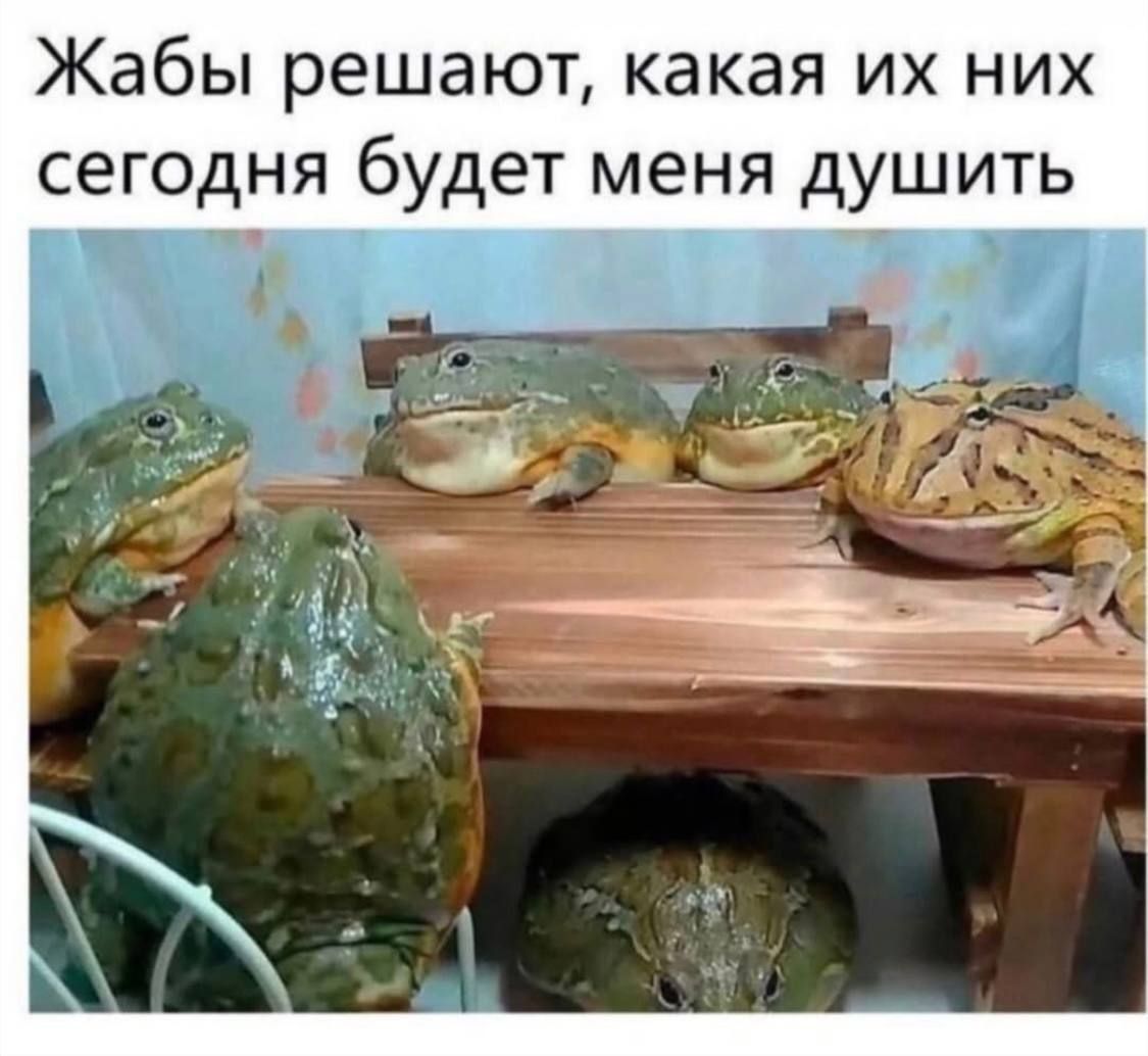 Жабы решают, какая их них сегодня будет меня душить